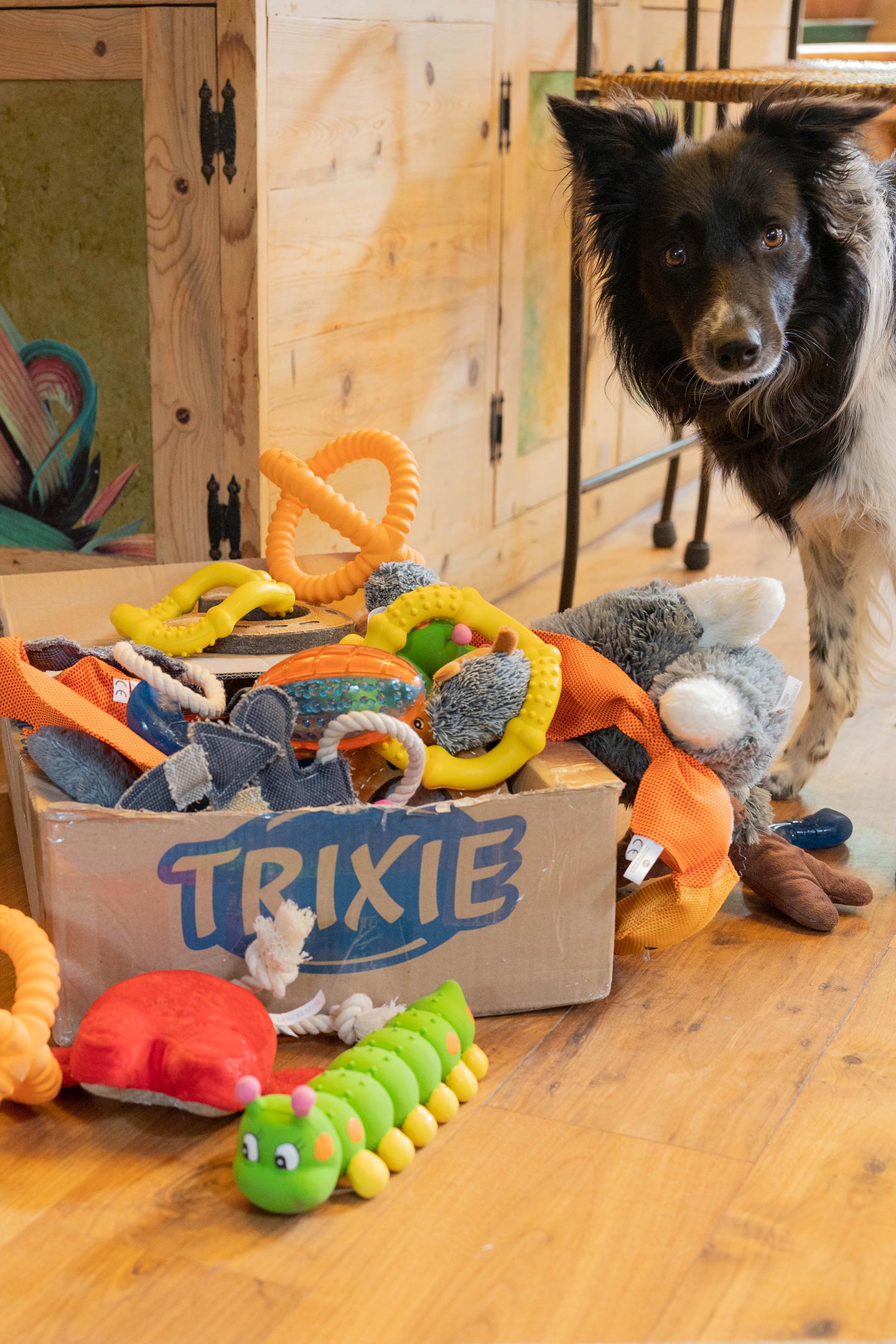 Gani-Border-Collie.jpg