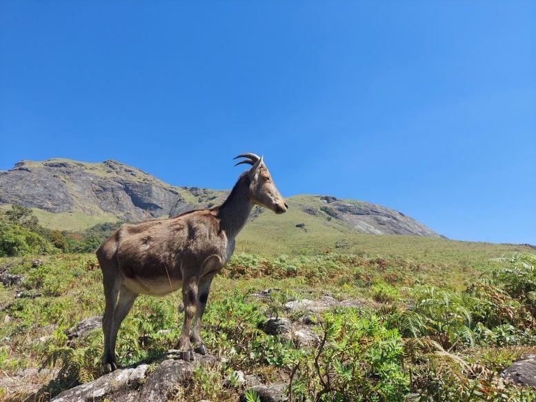 Nilgiritahr-777x583.jpg