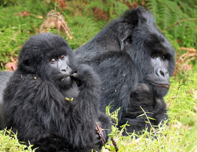 Eastern-Gorilla-777x599.jpg