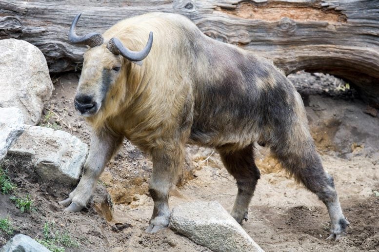 Takin-777x517.jpg