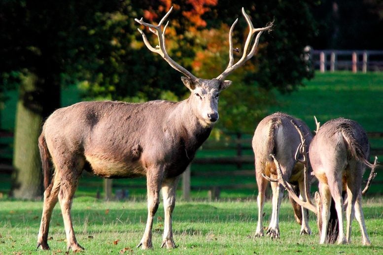Pere-Davids-Deer-777x518.jpg