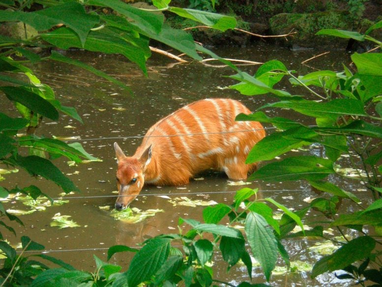 Sitatunga-777x583.jpg