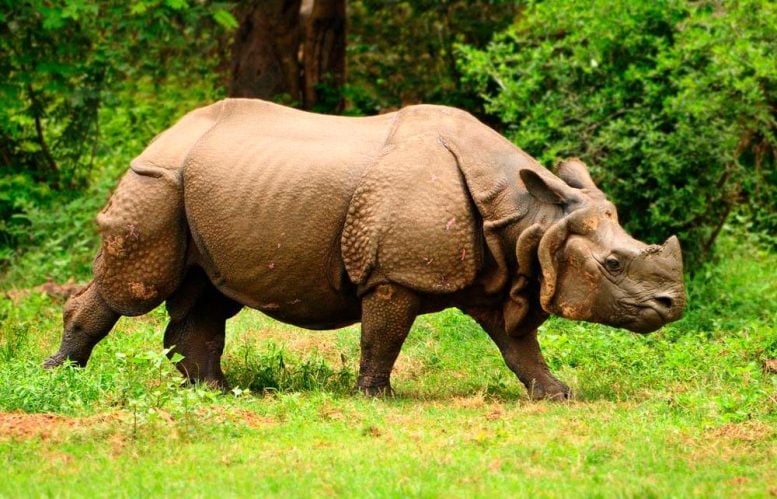 Greater-One-Horned-Rhinoceros-777x499.jpg