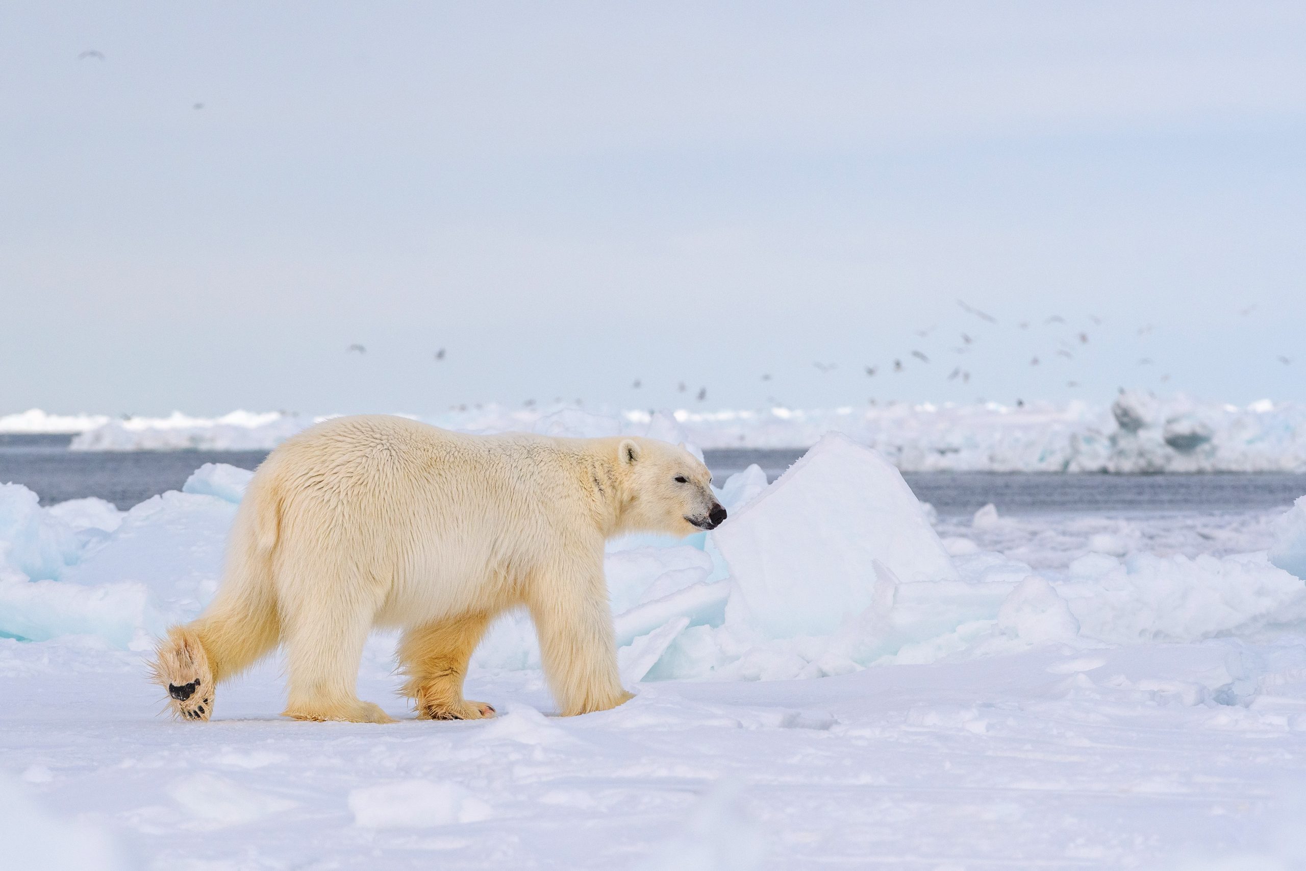 Utqiagvik-scaled.jpg