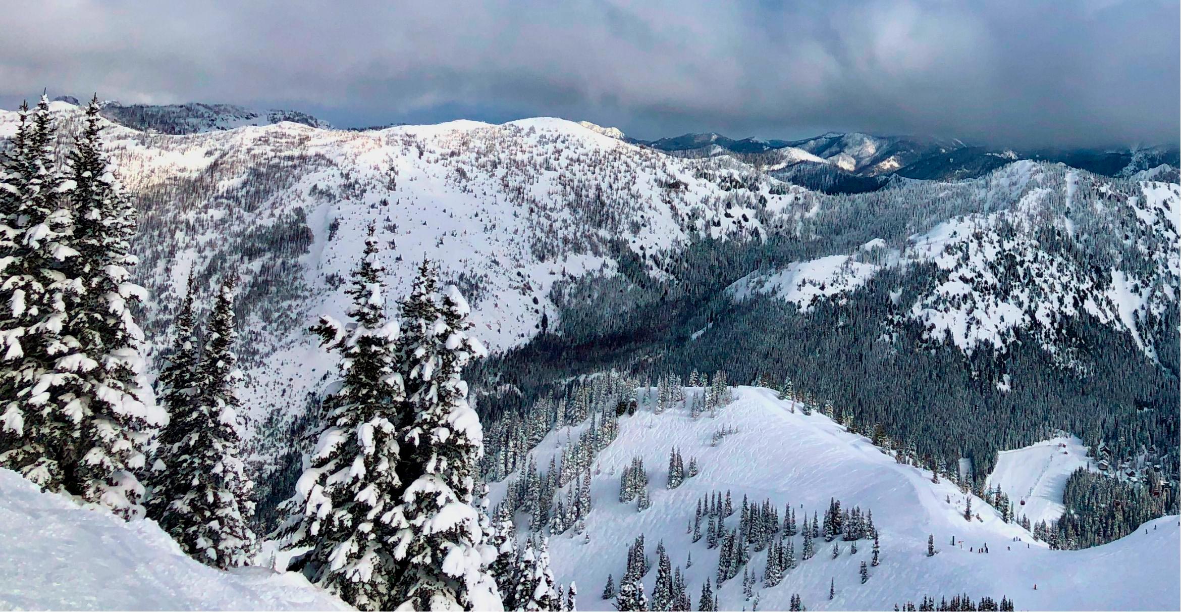 Forest-Trees-Cascade-Range-of-Washington.jpg