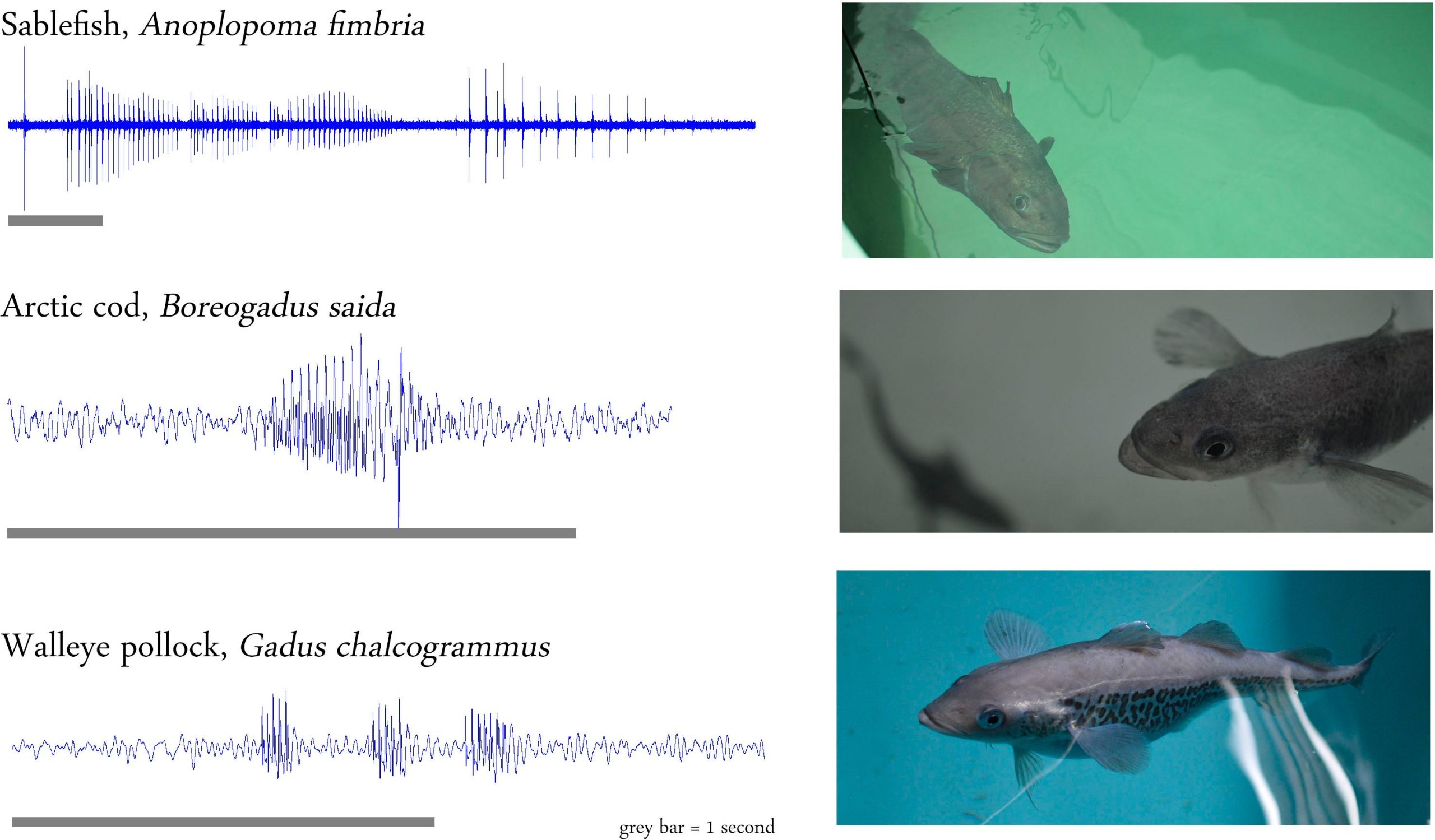Fish-Waveforms-scaled.jpg