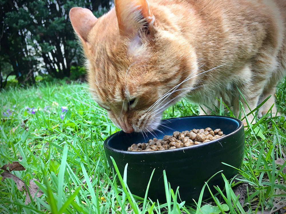 Cat-Eating-Food-1.jpg