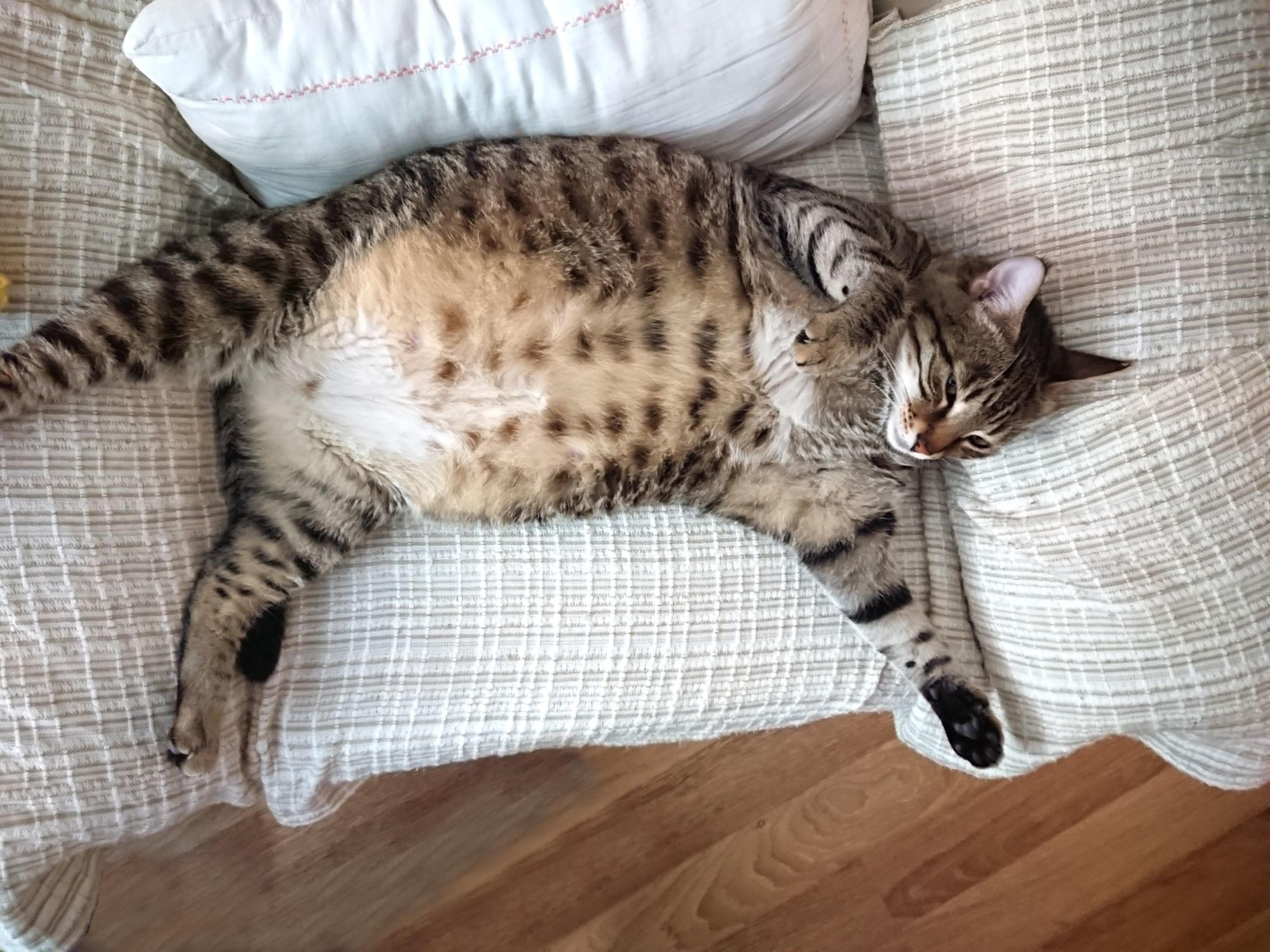 Fat-Cat.jpg