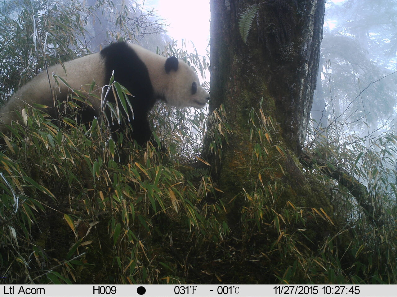 pandas-active-posters.jpg