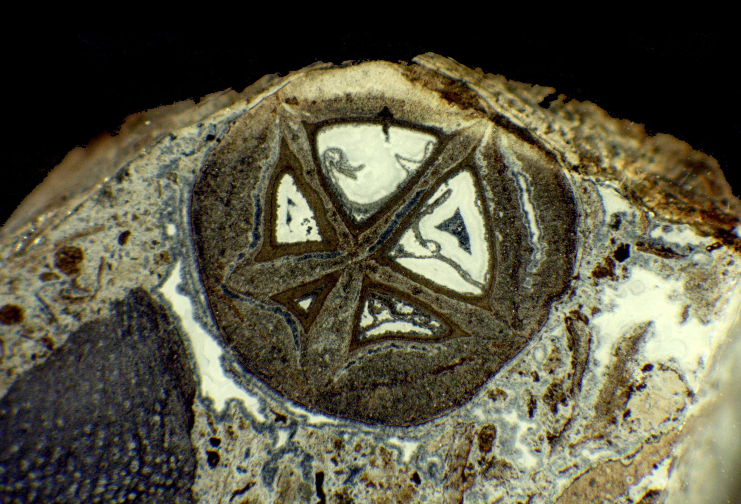 Mysterious-Fruit-Fossil-scaled.jpg