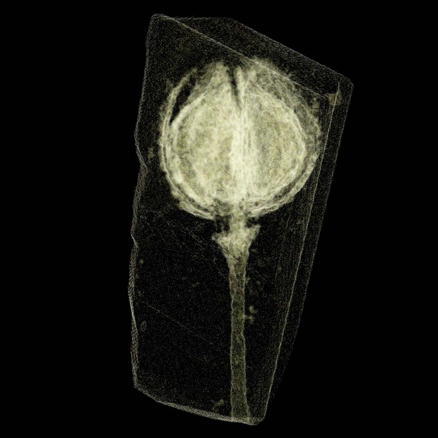 CT-Scanning-Fossil.jpg