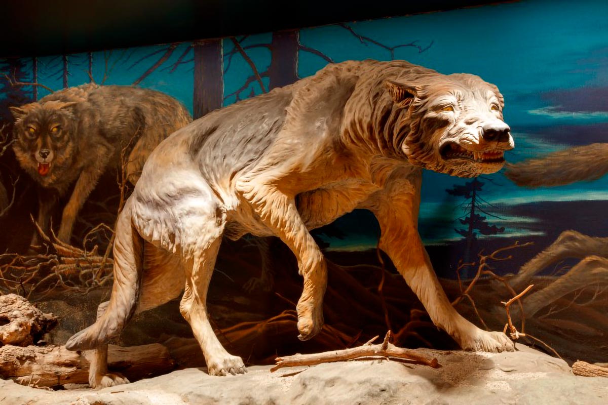 Dire-Wolf-Reconstruction.jpg