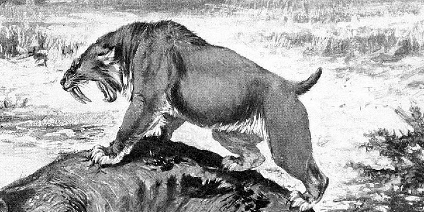 Saber-Toothed-Cat-La-Brea-Tar-Pits.jpg