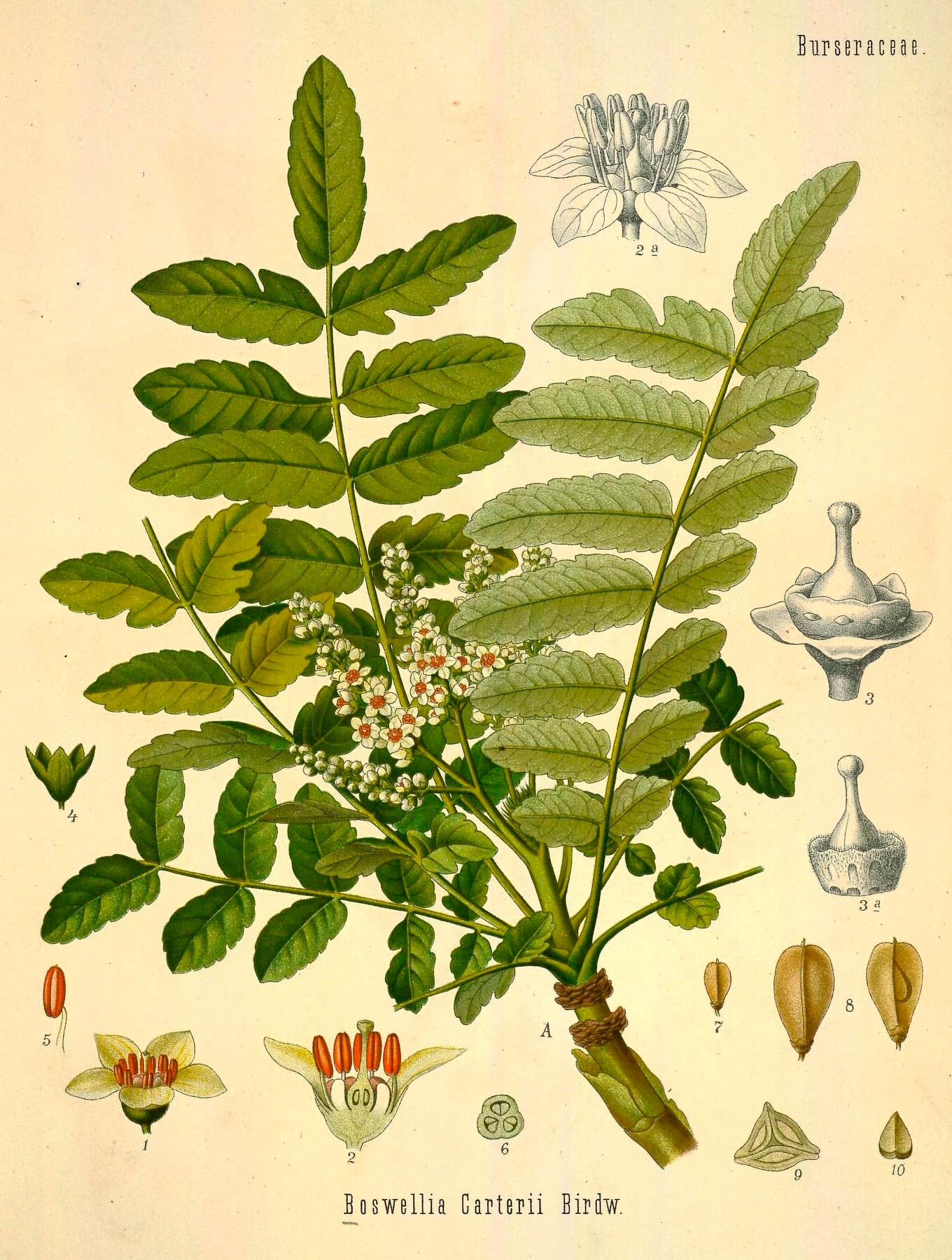 Frankincense-Resin.jpg