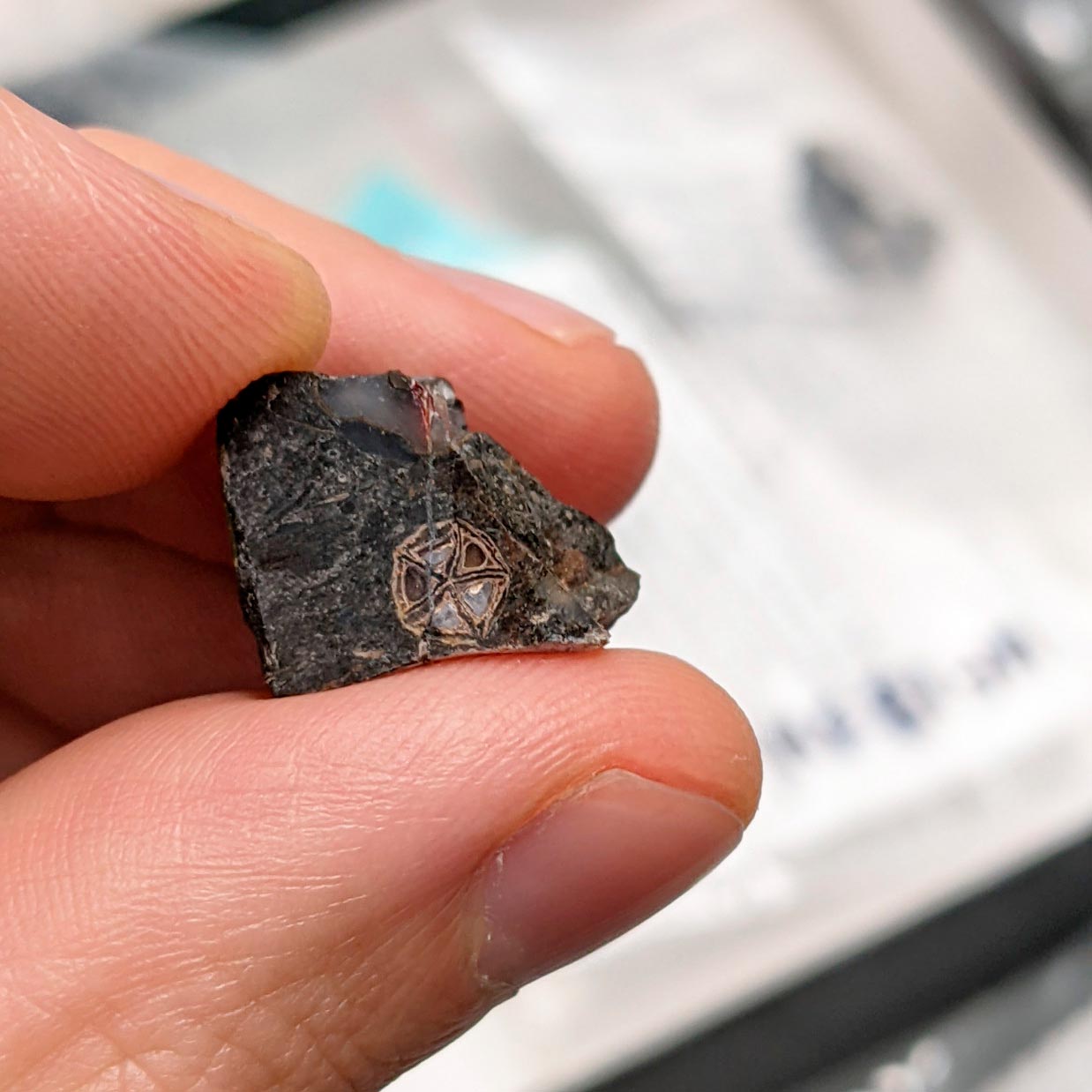 Frankincense-Fossil-Study.jpg