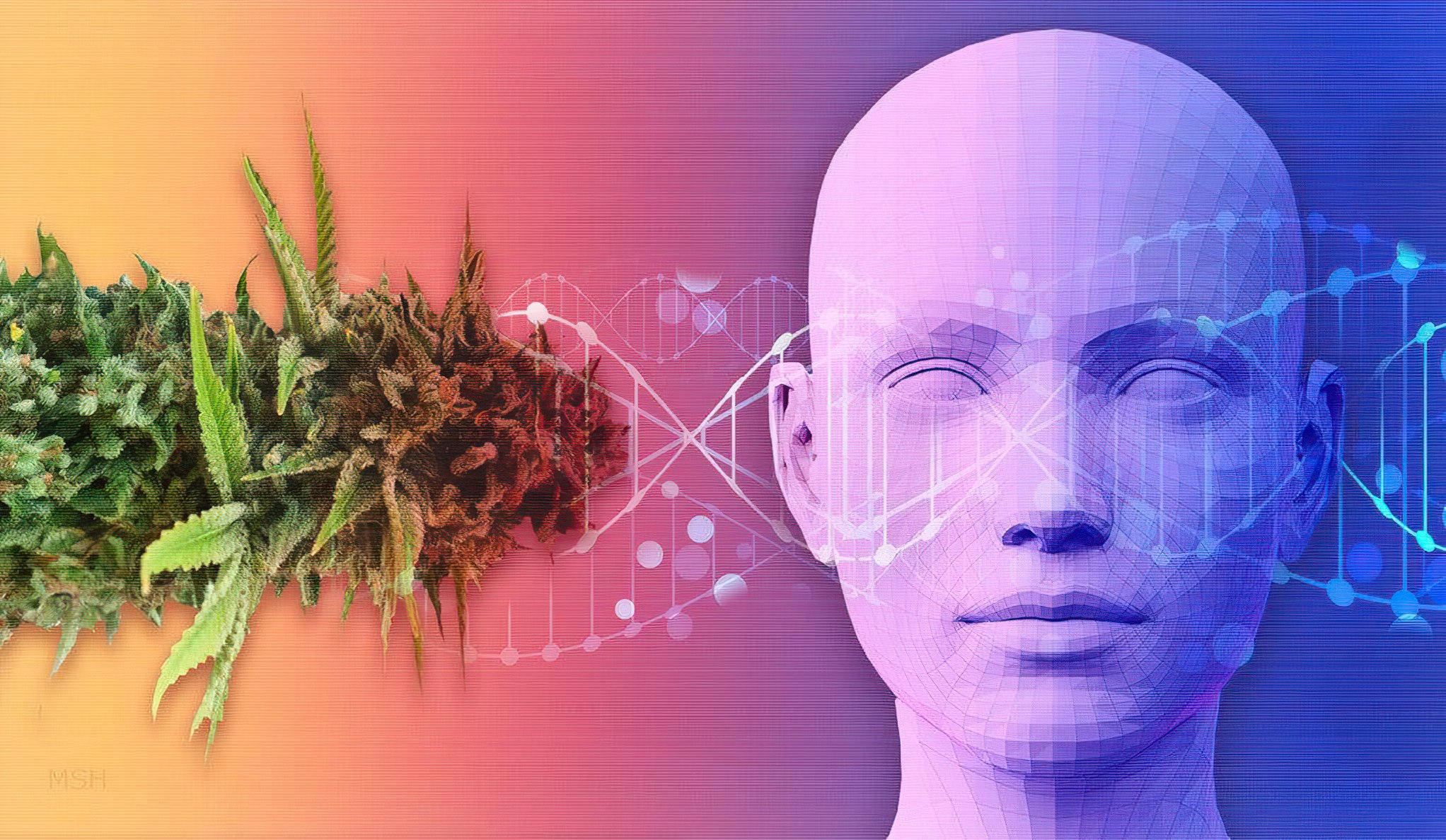 Cannabis-Genetics.jpg