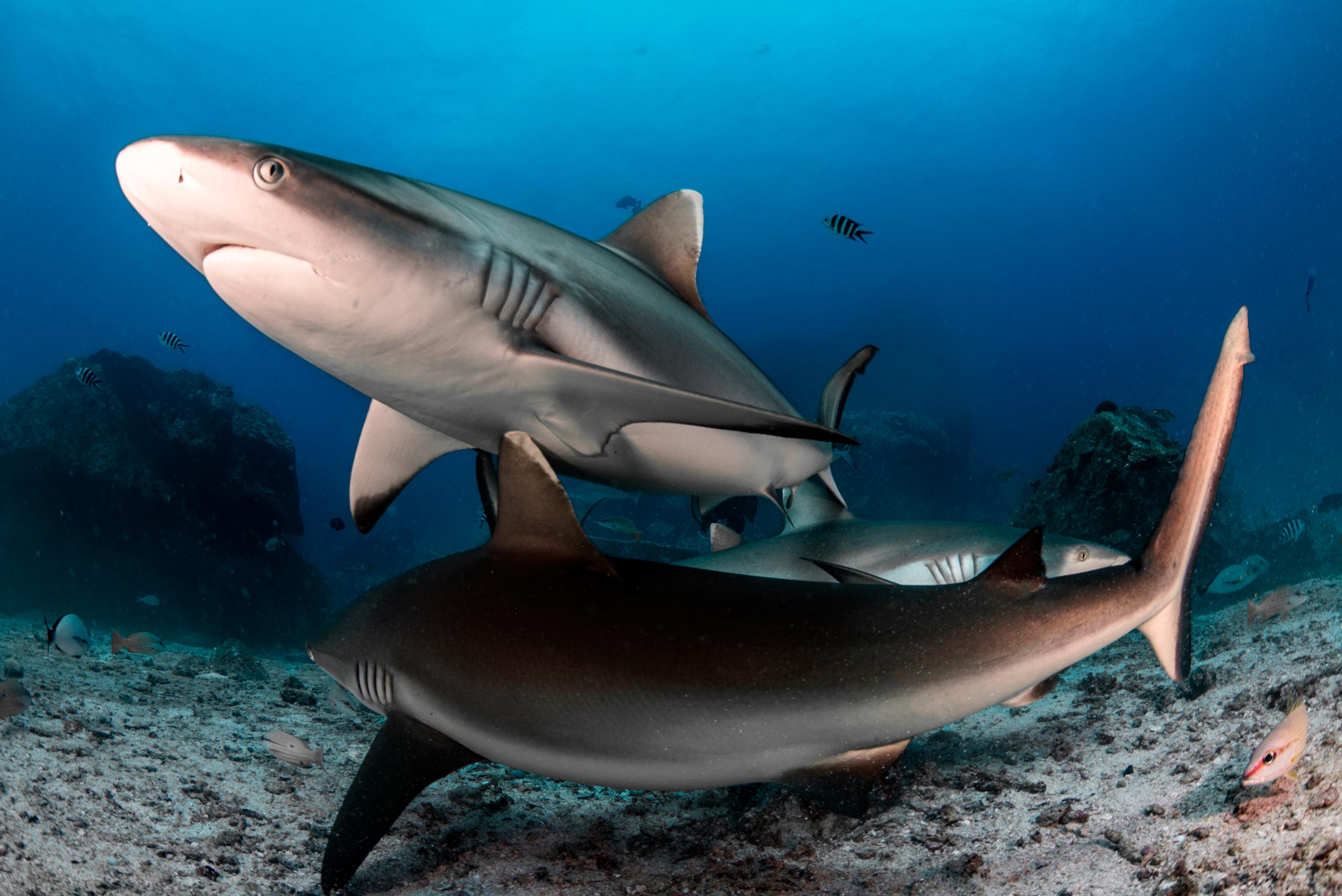 Grey-Reef-Sharks-in-Seychelles.jpg