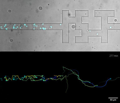 Dendritic-Cells-Navigating-in-a-Microscopic-Labyrinth.jpg