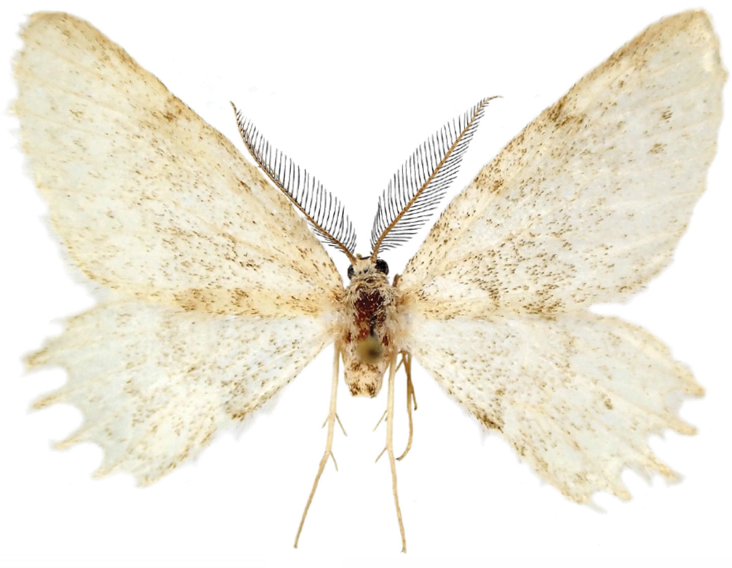 Mirlatia-arcuata-Adult-Male.jpg