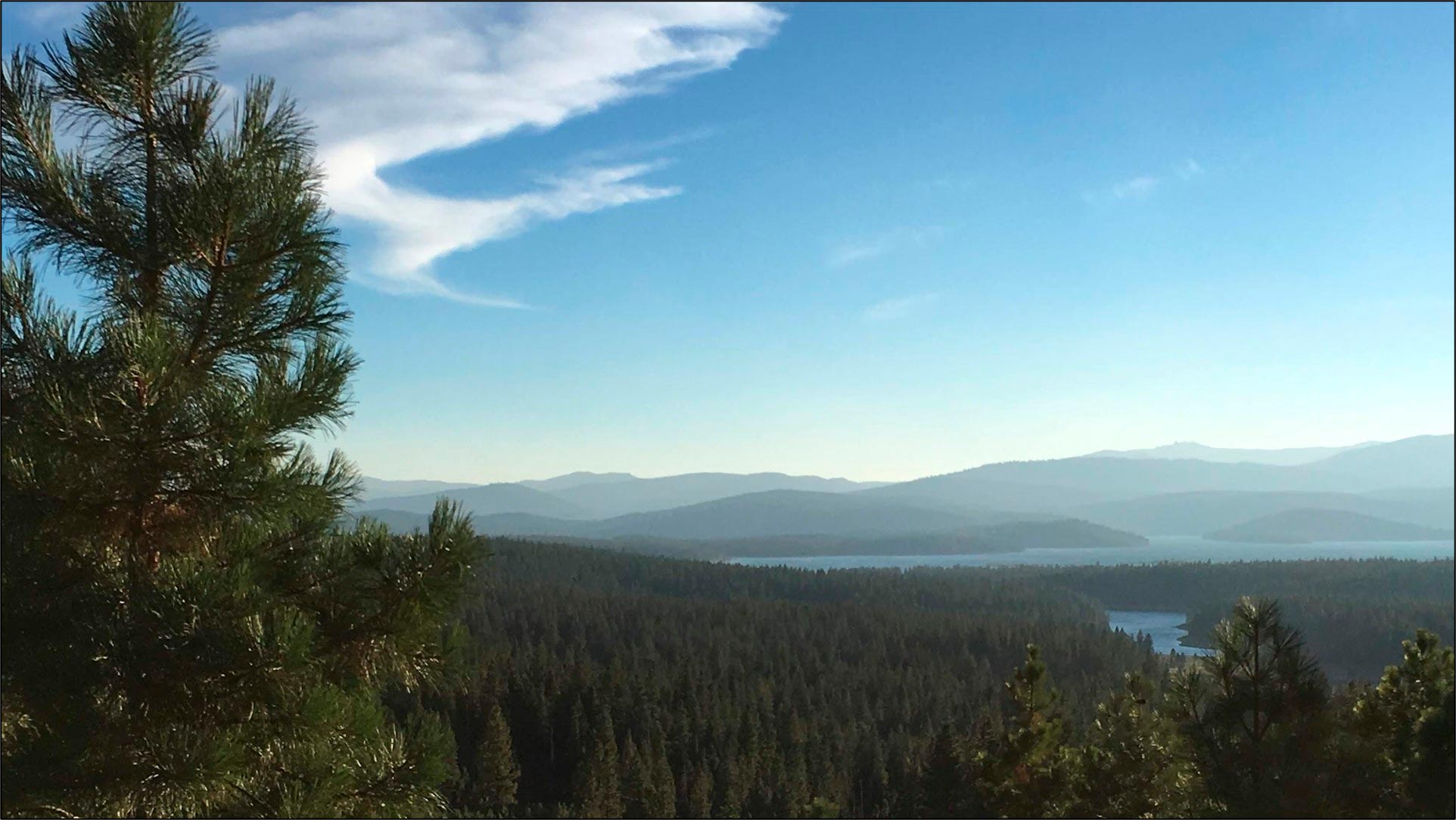 Overlooking-Ponderosa-Pine-Forest.jpg