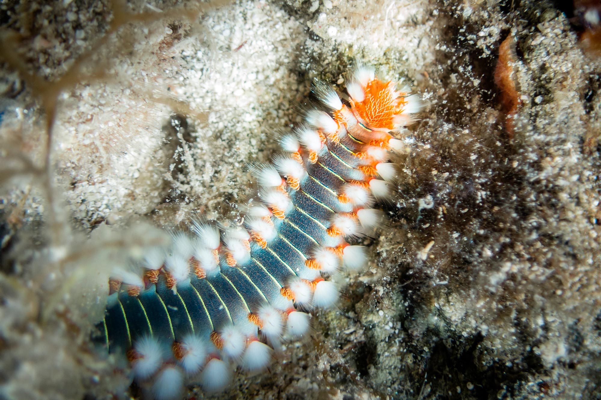 Bearded-Fireworm.jpg