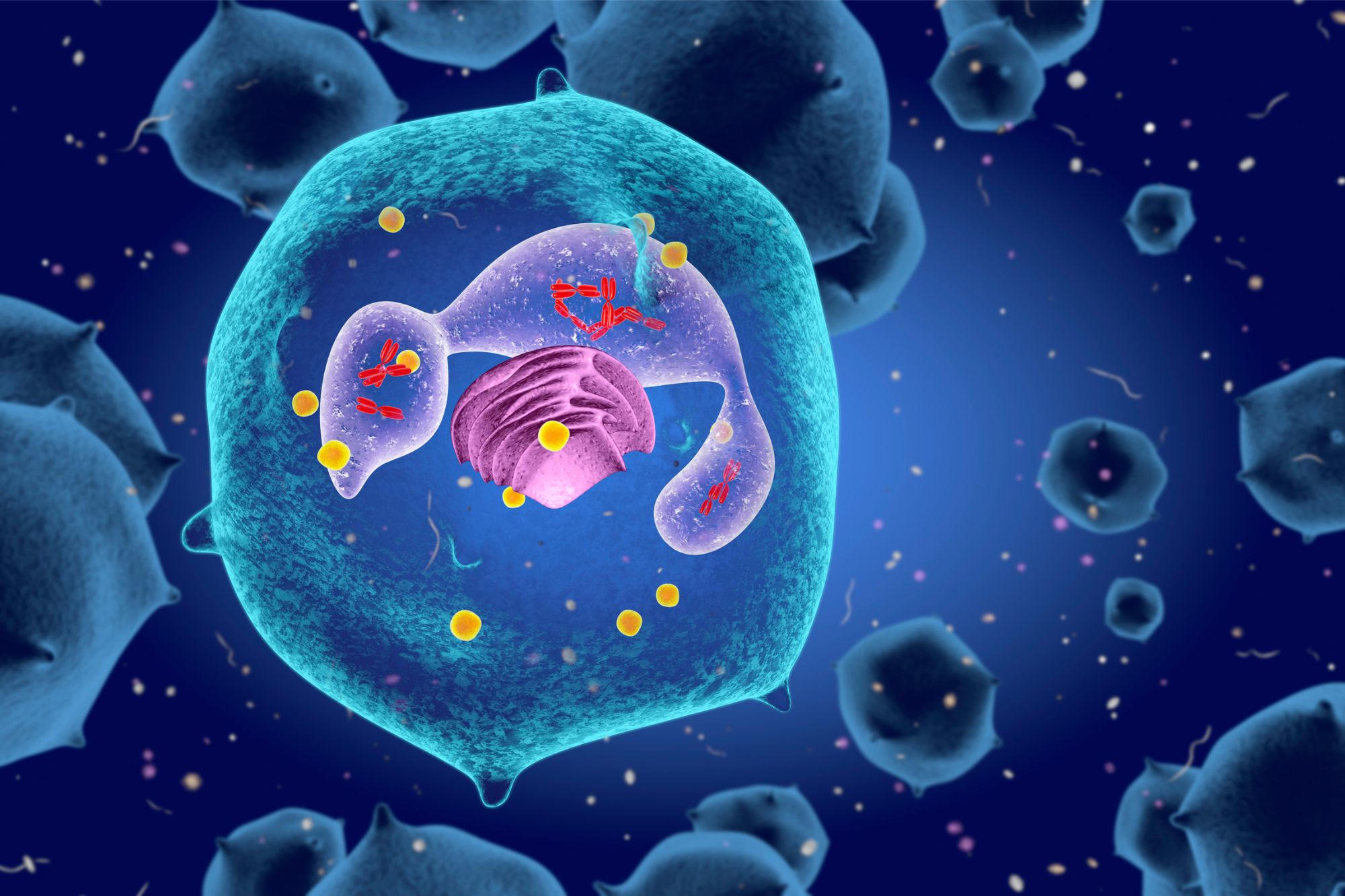 Immune-Cells-Anatomy.jpg