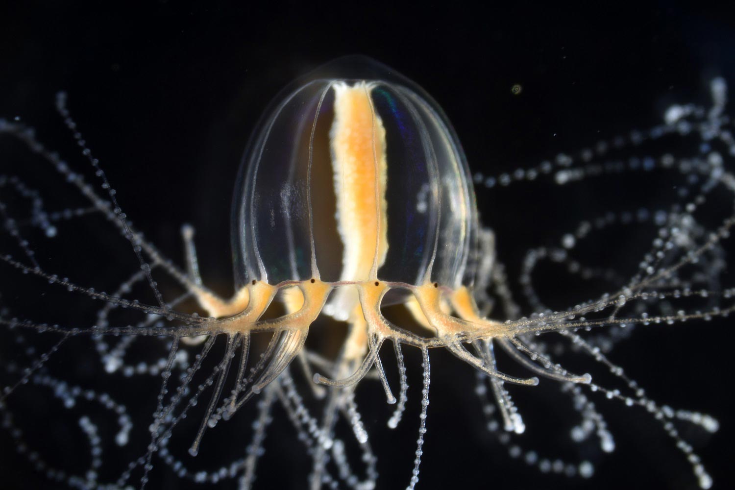 Emergent-Model-Jellyfish-Cladonema.jpg
