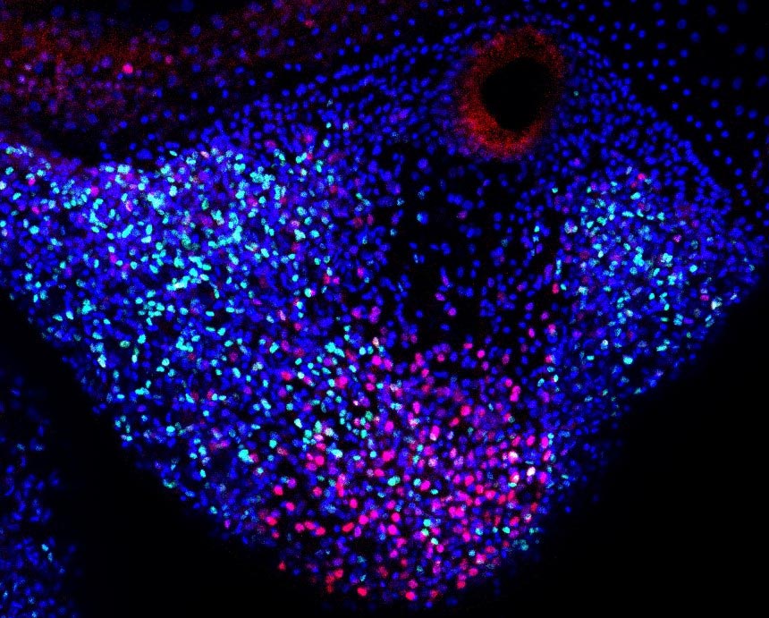 Two-Stem-Like-Cell-Populations-Regenerating-Tentacle.jpg