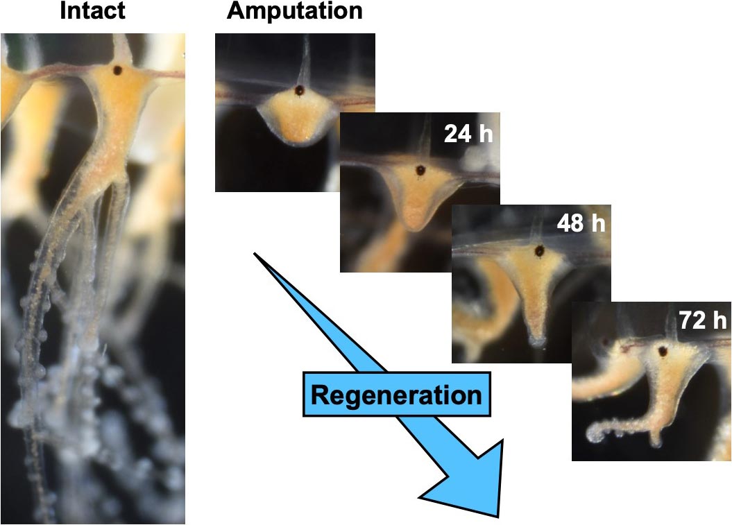 Regeneration-of-Jellyfish-Tentacle.jpg