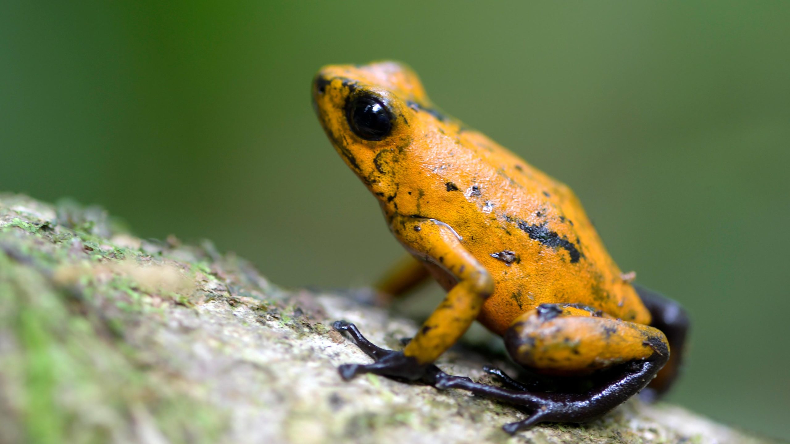 Diablito-Poison-Dart-Frog-Oophaga-sylvatica-scaled.jpg