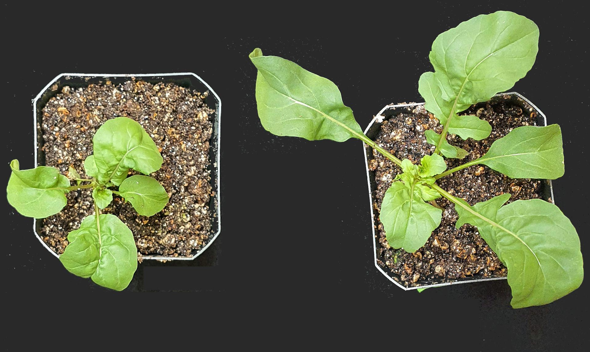 Comparing-Plant-Primed-With-Ethylene.jpg