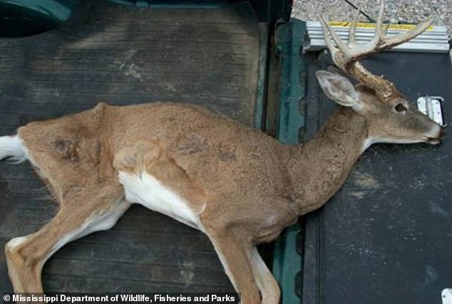 77893397-12758339-Chronic_wasting_disease_CWD_is_a_prion_transmitted_disease_simil-a-3_1700174977901.jpg
