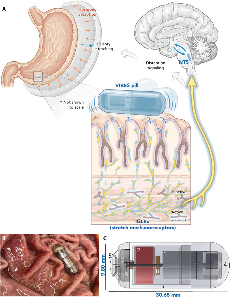 sciadv.adj3003-f1.jpg
