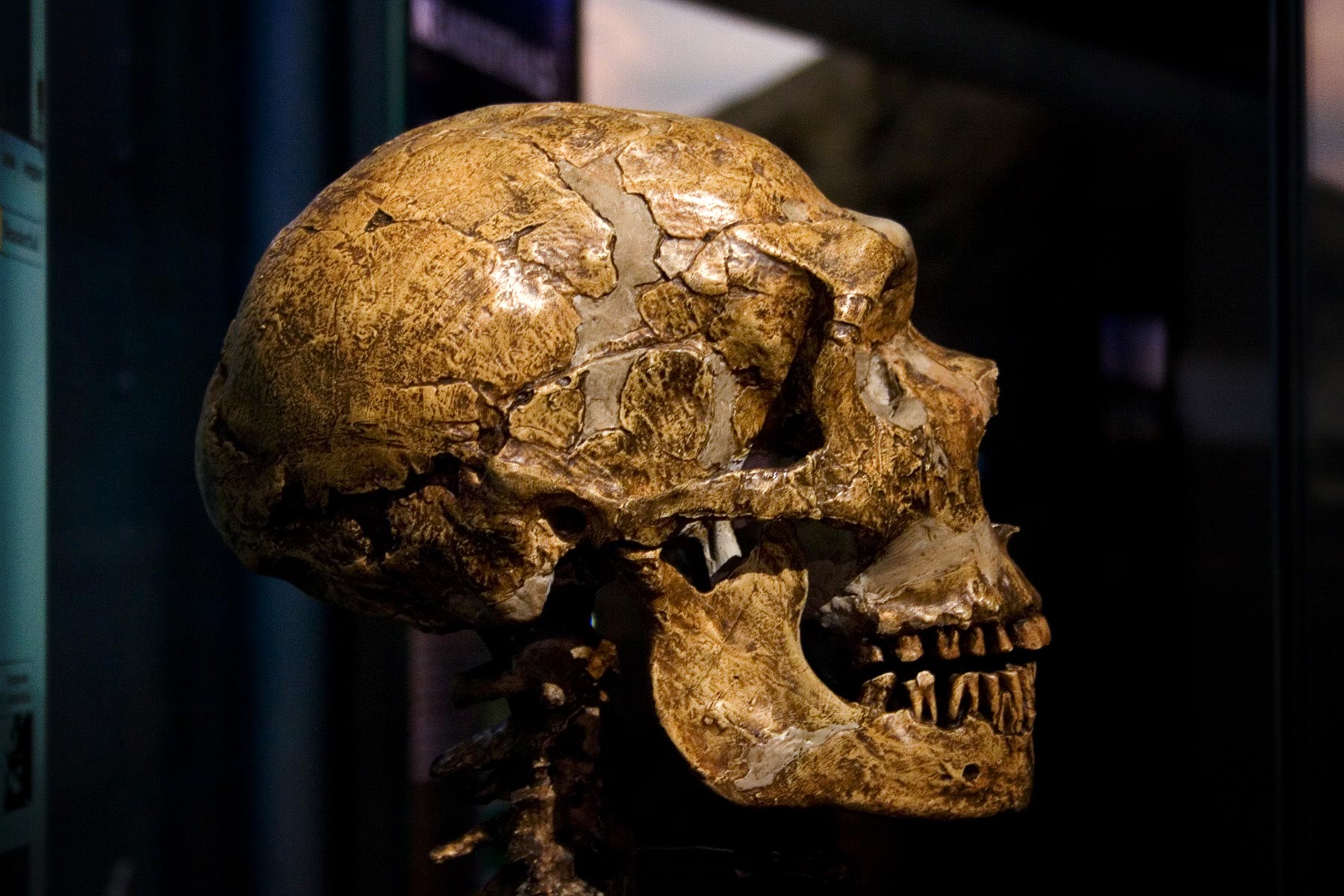 Homo-erectus-Skull.jpg