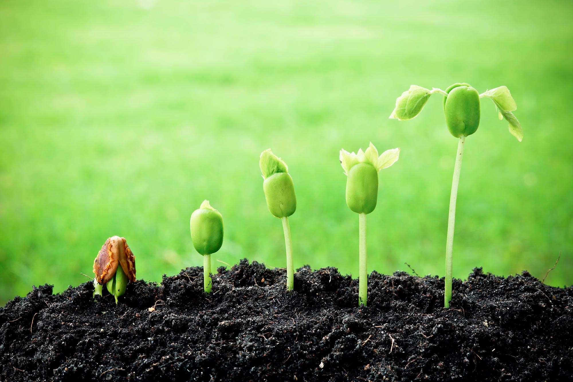Seedling-Growth.jpg