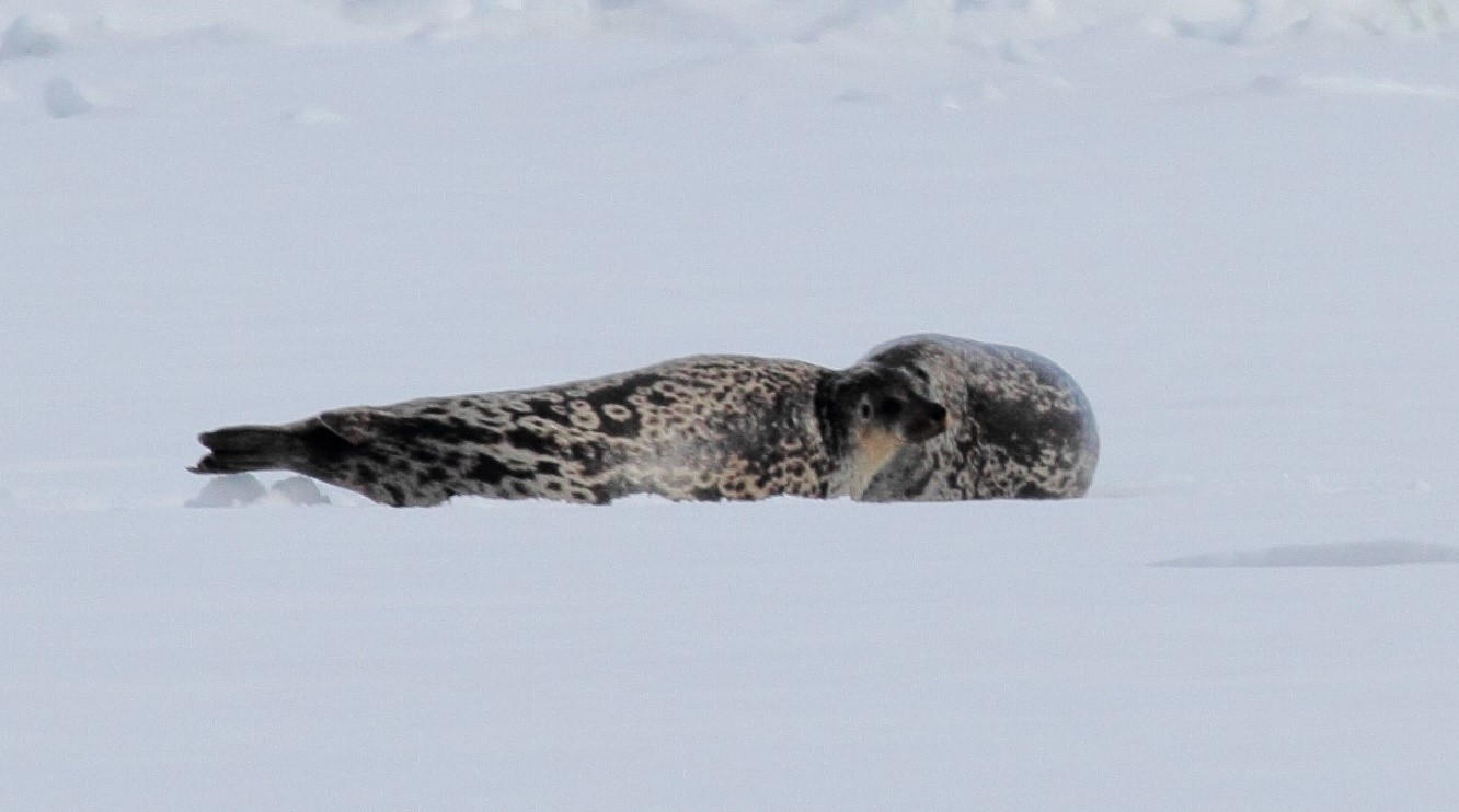 Kangia-Ringed-Seal.jpg