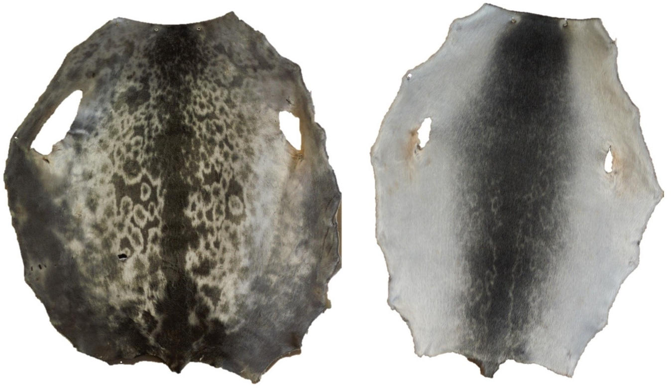 Fur-Color-and-Patterns-of-the-Kangia-Ringed-Seal-and-a-Typical-Arctic-Ringed-Seal.jpg
