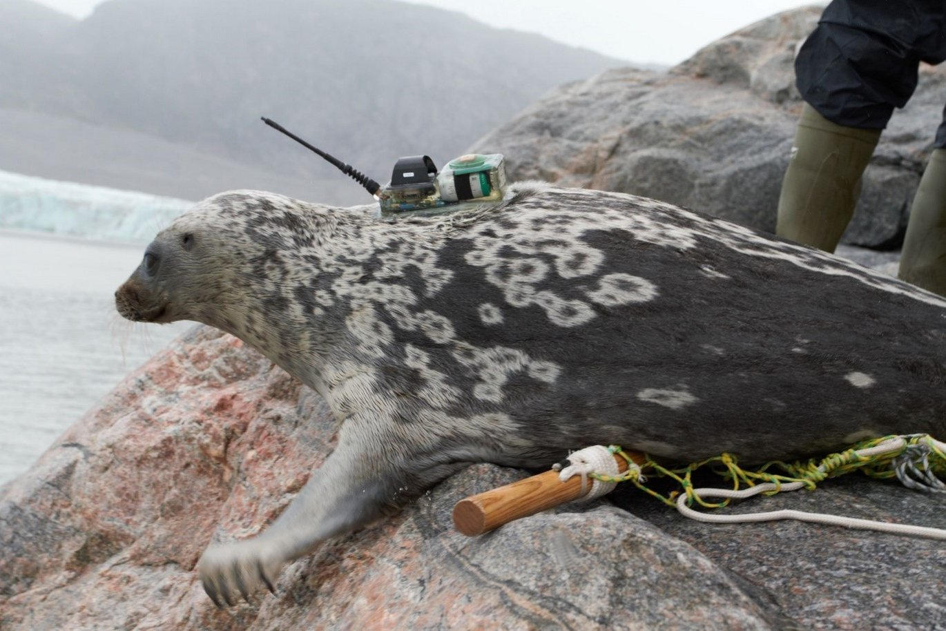 Seal-With-Satellite-Transmitter-Mounted-on-Its-Back.jpg