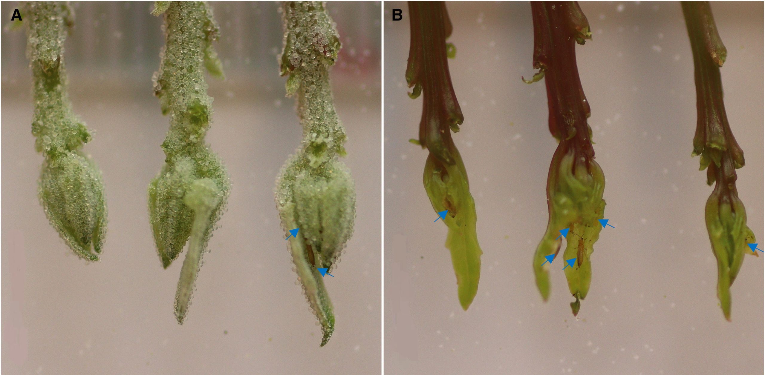Shoots-of-Quinoa-Plants-scaled.jpg