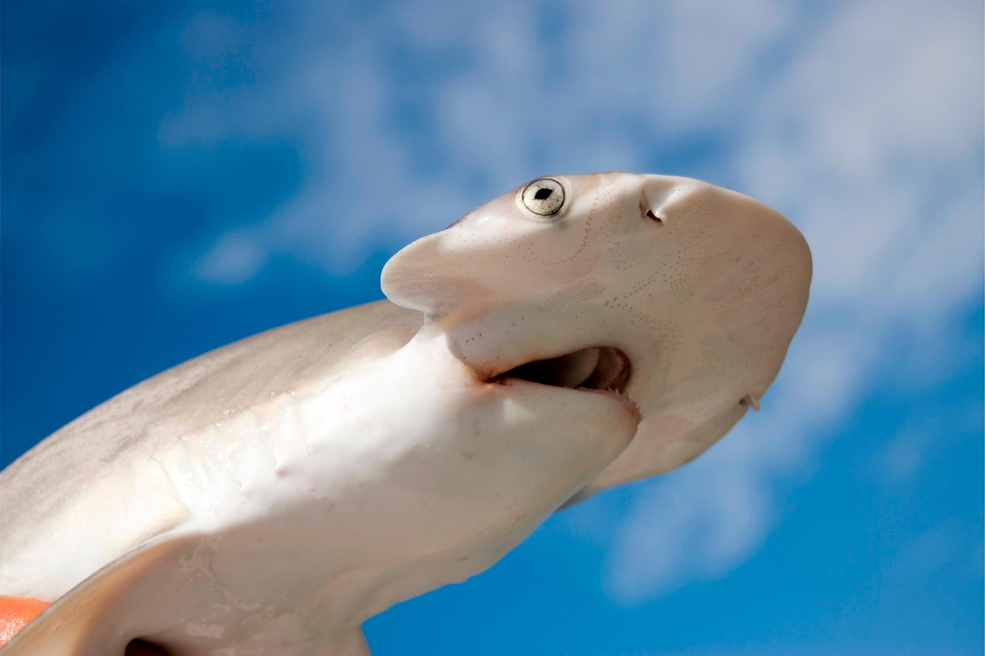 Bonnethead-Shark.jpg