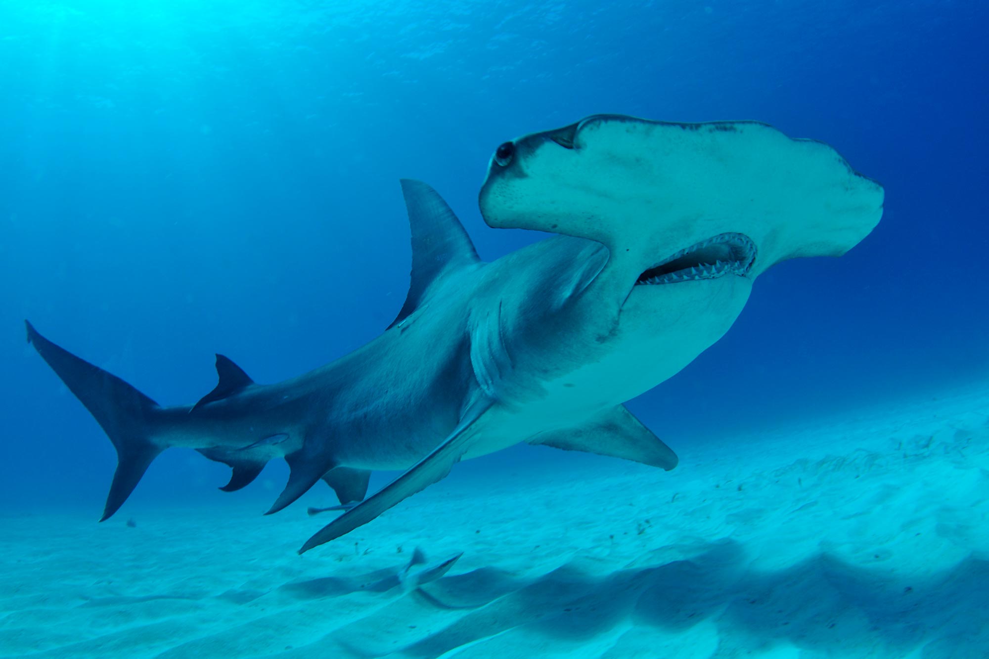 Great-Hammerhead-Shark-Bahamas.jpg