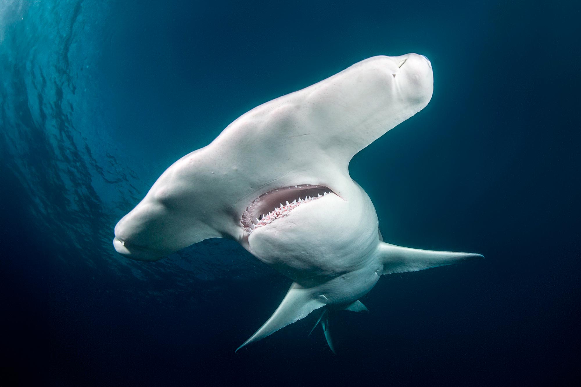 Hammerhead-Shark-Close.jpg