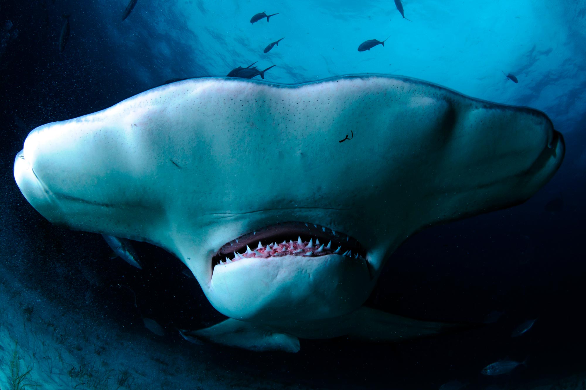 Hammerhead-Shark-Close-Up-Bahamas.jpg