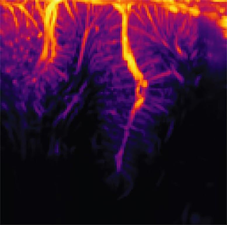 Posterior-Parietal-Cortex-Vasculature.jpg