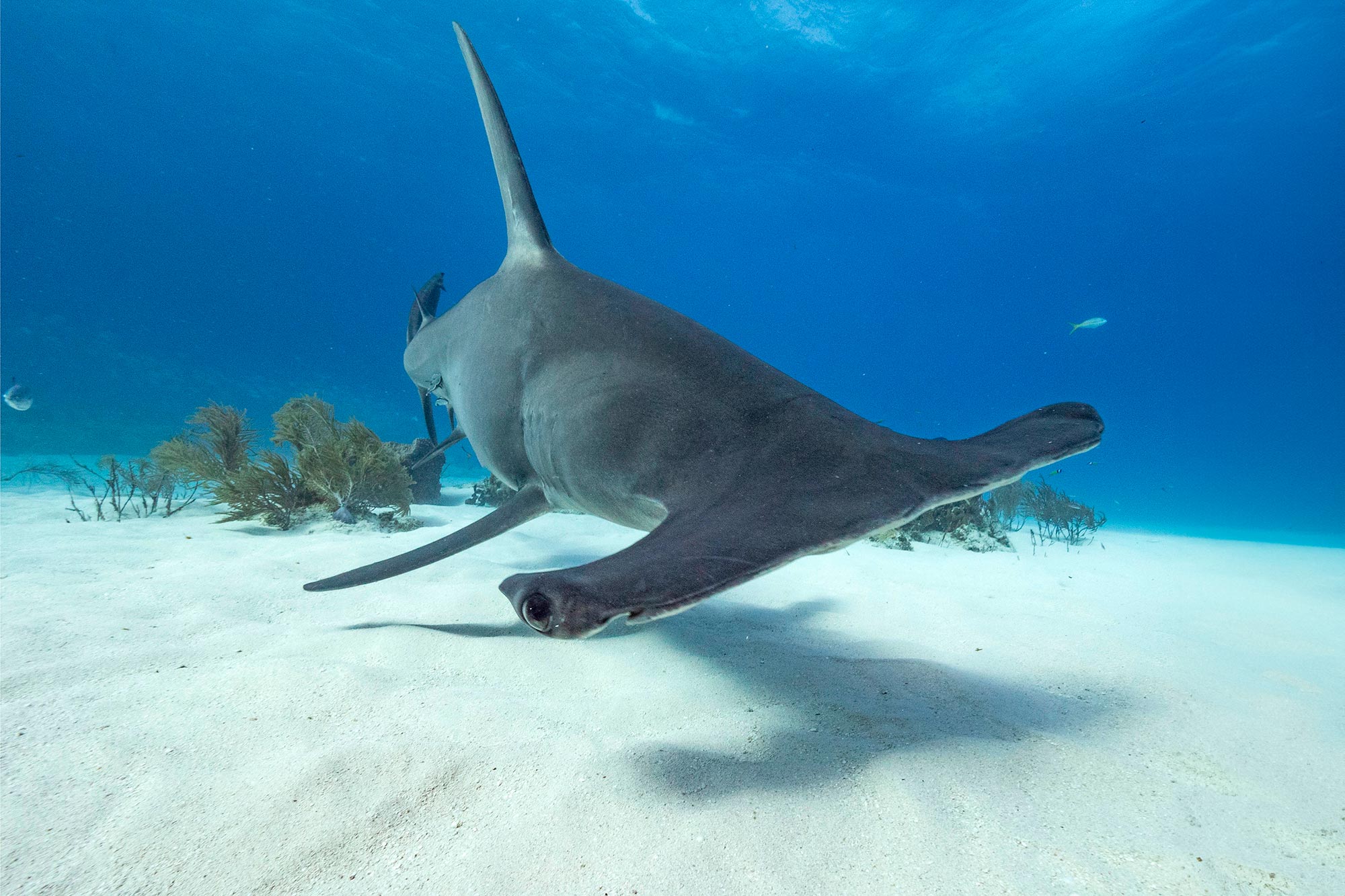 Great-Hammerhead-Shark-Seafloor.jpg