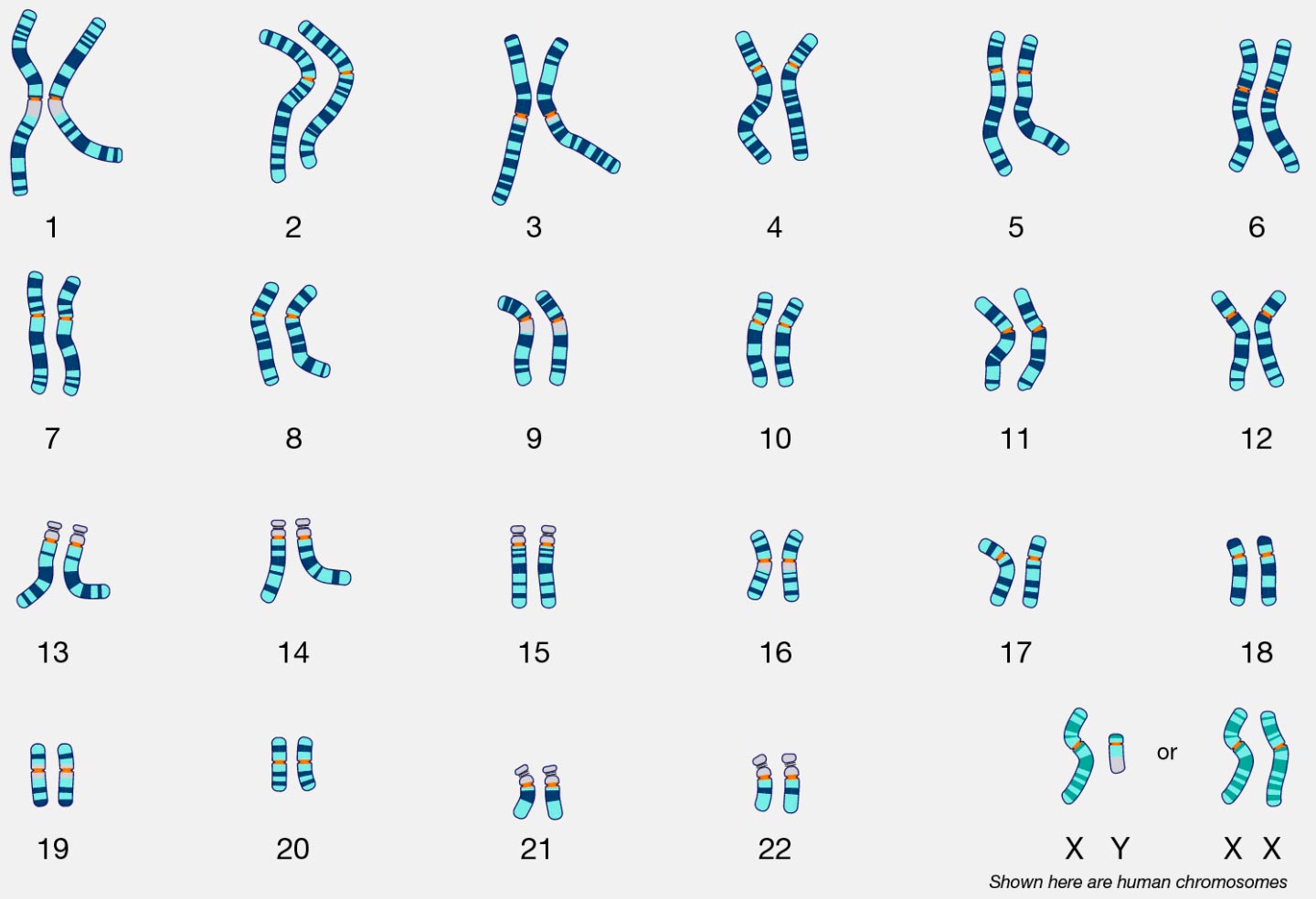 Karyotype-Complete-Set-Human-Chromosomes.webp