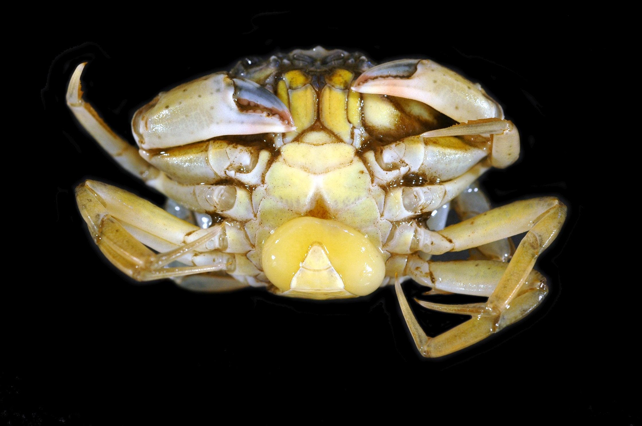 Shorecrab-With-Yellow-Sack-of-the-Parasite.jpg