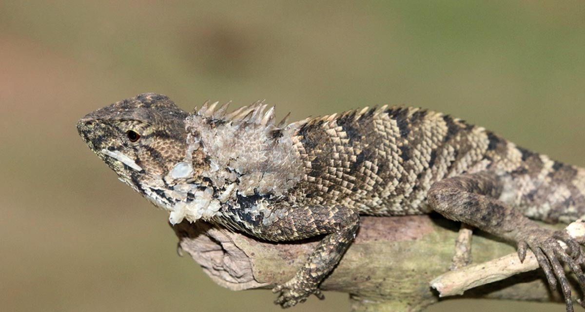 New-Iguana-Species-Calotes-wangi.jpg