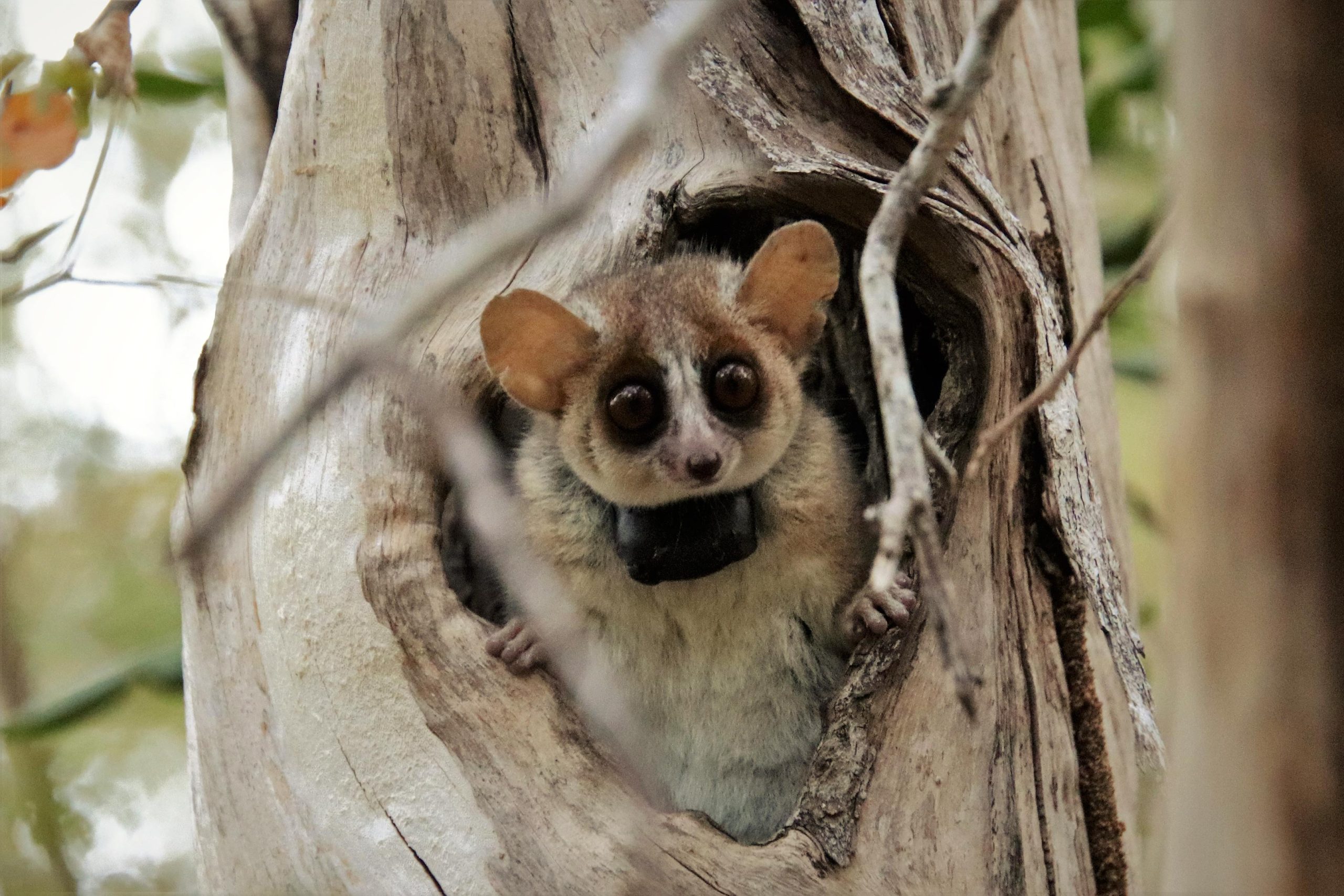 Grey-Mouse-Lemur-scaled.jpg