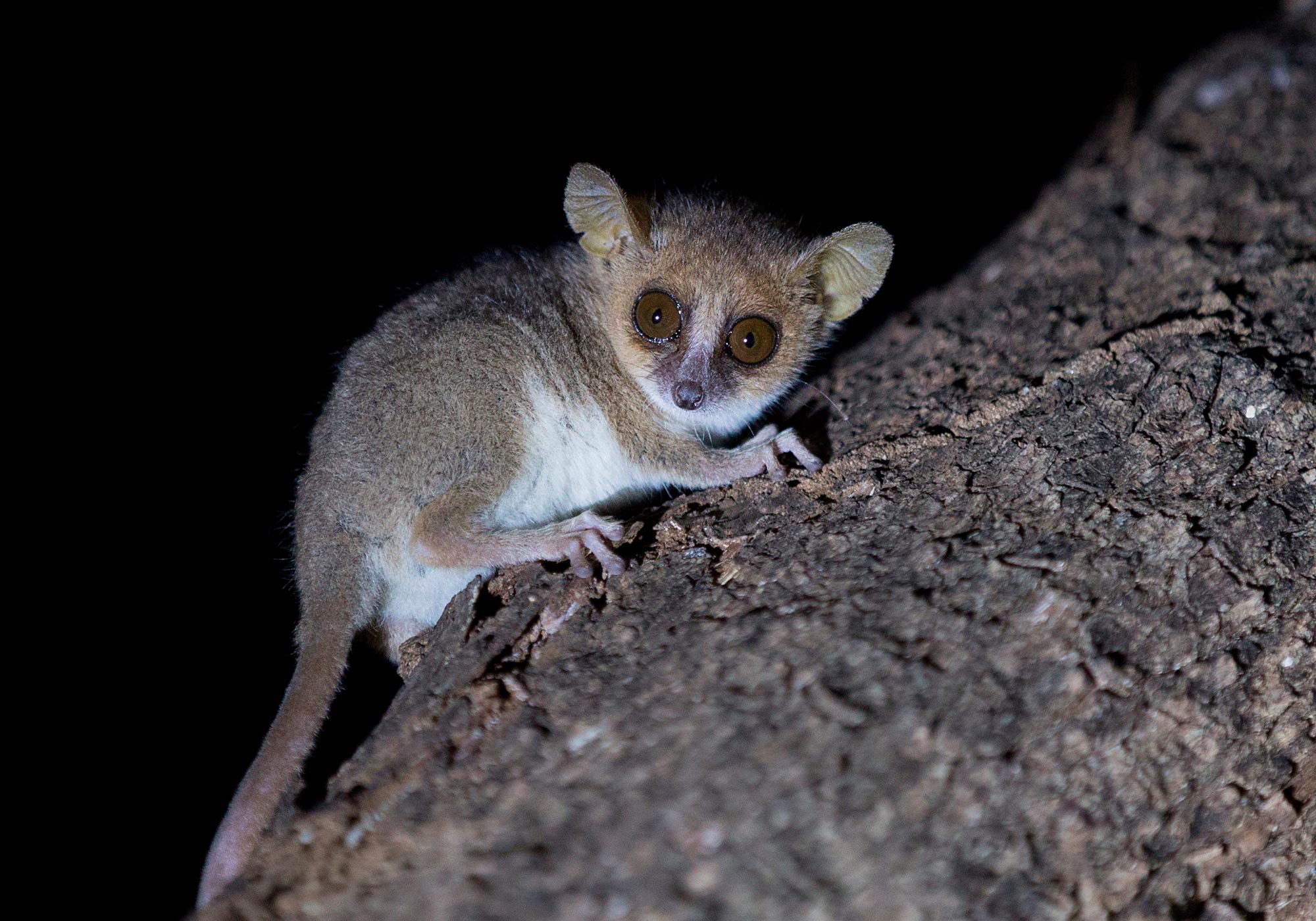 Grey-Mouse-Lemur-Tree.jpg